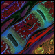 Illustration for article titled Marvel at 2013s best microscopic photography